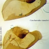 carcharodus stauderi and c orientalis genitalia1